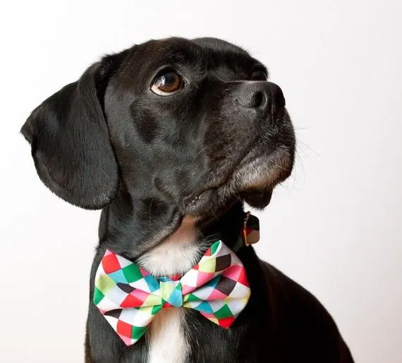 Black dog with colorful geometric bow-tie collar, minimal, playful, light