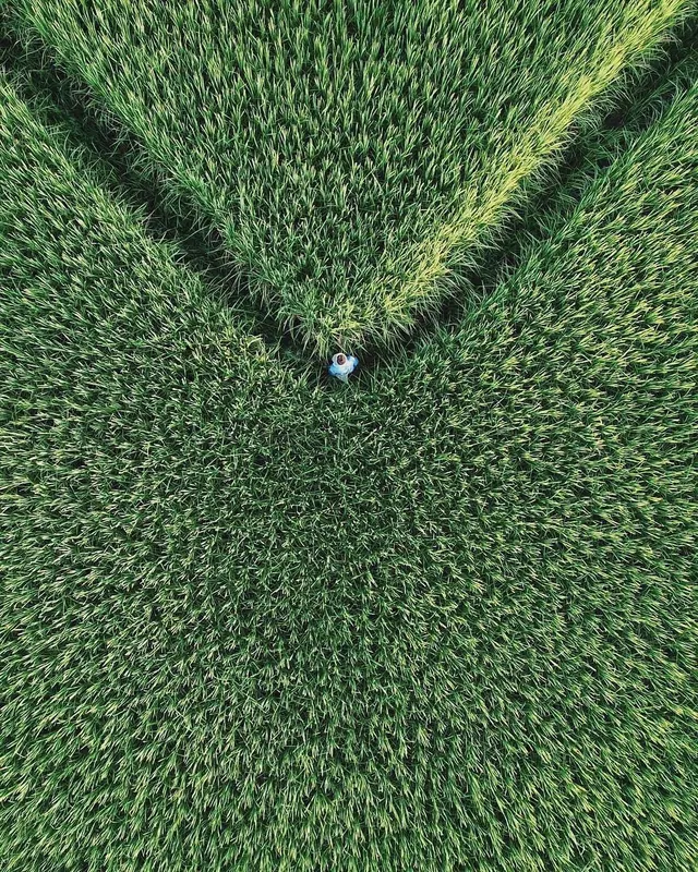 Aerial person in green field clearing, photographic, green