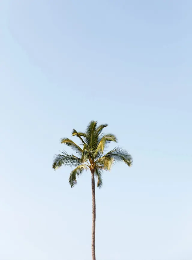 Palm Tree Against Blue Sky, minimal, photographic, light