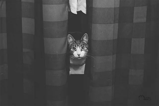 Cat peeking through checkered curtains, minimal, photographic, monochrome