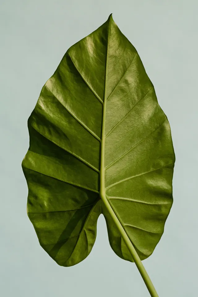 Monstera Leaf Illustration