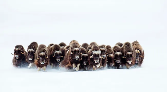 Group of stylized animal illustrations