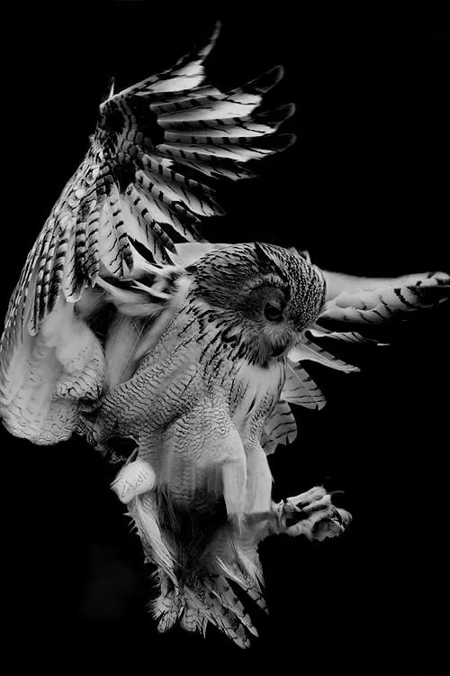 Monochrome Eagle Illustration