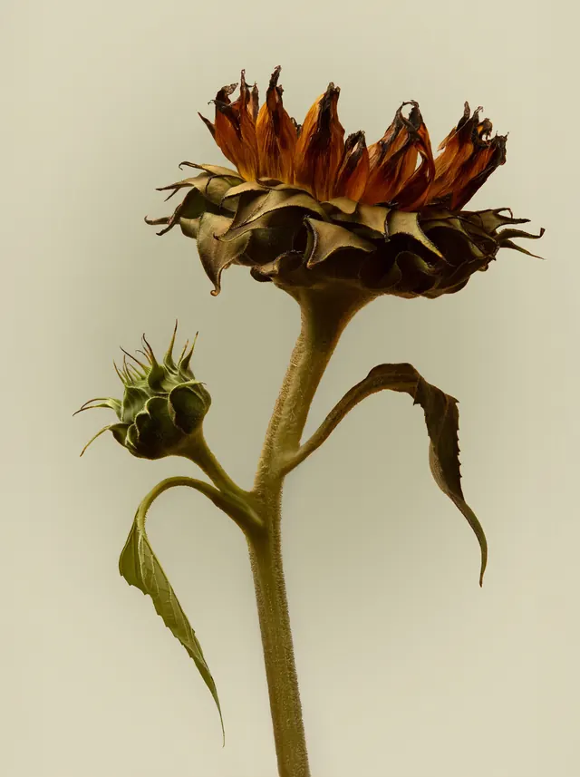 Dried Sunflower Illustration