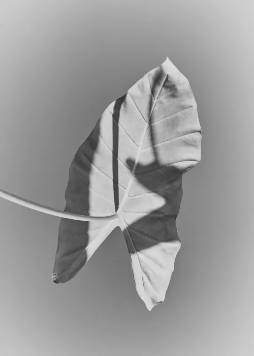 Monochrome Leaf Illustration, minimal, line-art, monochrome