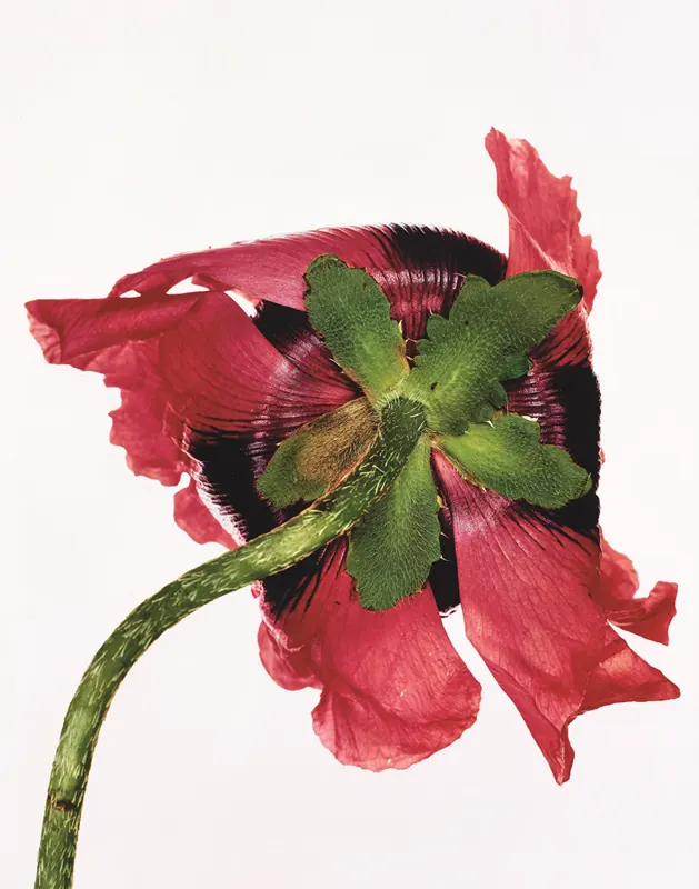 Red Poppy Illustration