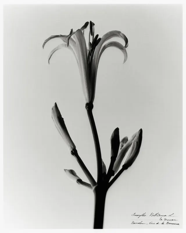 Botanical Line Art Illustration