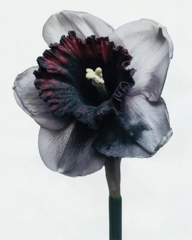 Anemone Flower Illustration