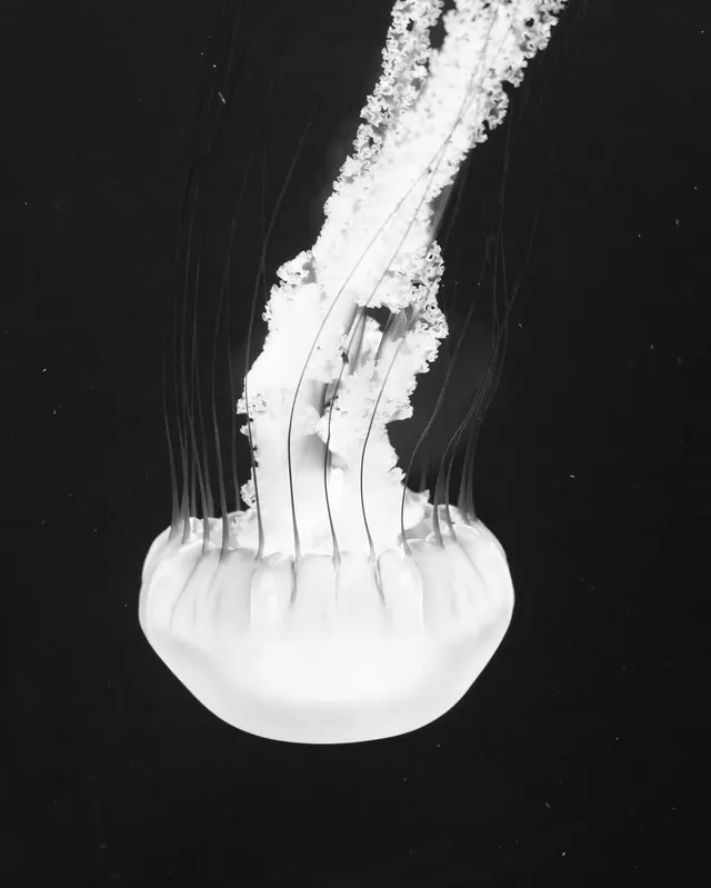 Jellyfish Illustration