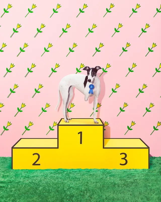Podium Illustration with Dog, playful, flat, vibrant