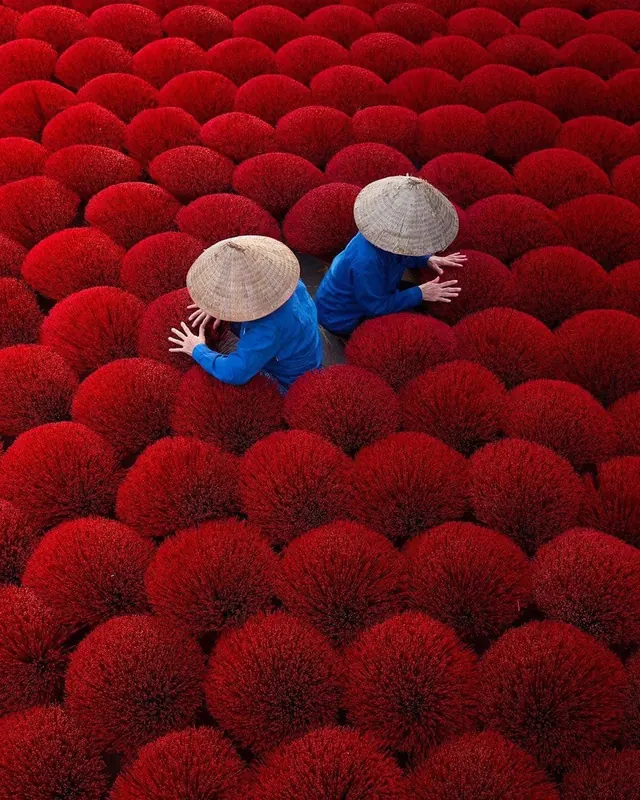 Red Flower Field Illustration