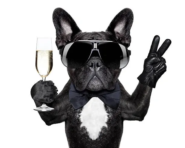 French Bulldog with Sunglasses and Champagne
