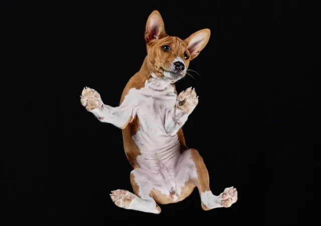Standing Dog Illustration