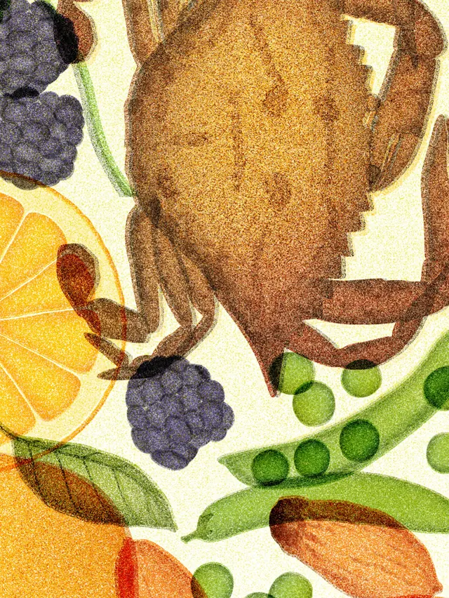 Illustrated fruit and creature carousel for seasonal calendar (slide 2)
