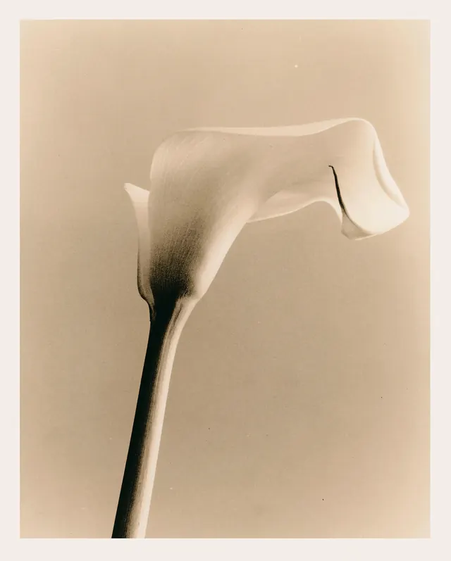 Anatomical Bone Illustration