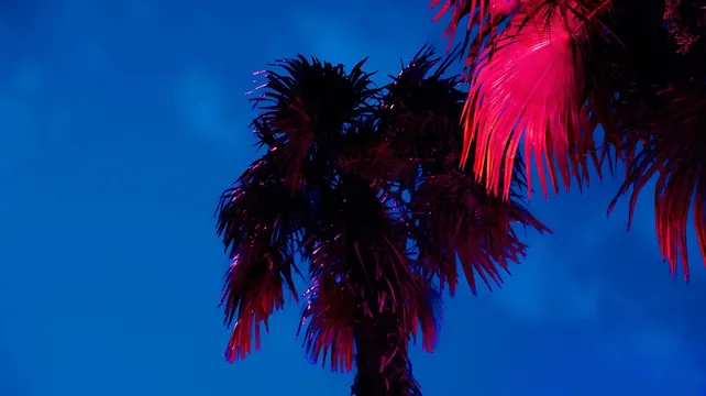 Palms on acid visual design, illustrated, playful, vibrant