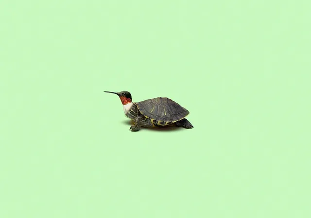 Bird Illustration on Mint Background