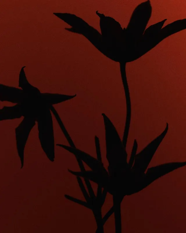 Silhouette floral composition against warm red-brown background, illustrated, minimalist, warm