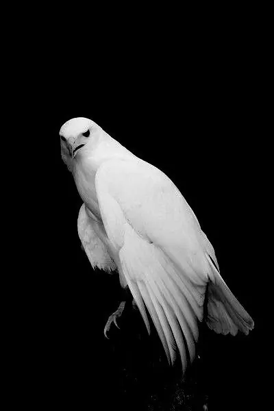 High-contrast monochrome illustration, minimalist, monochrome, dark