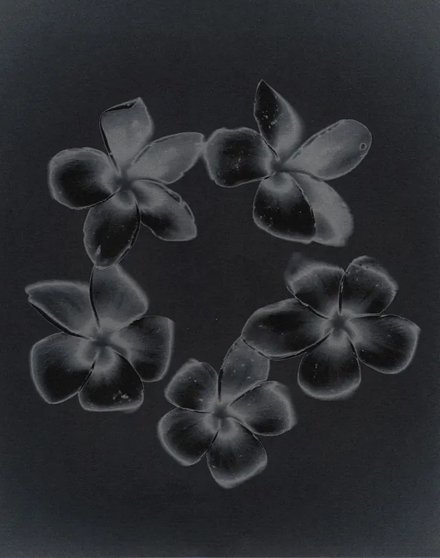 Botanical drawing white pencil on dark paper, illustrated, line-art, dark
