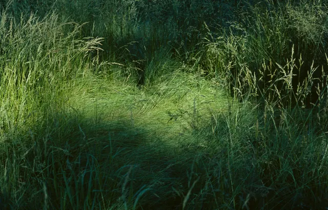 Dark forest landscape with golden light, photographic, organic, dark