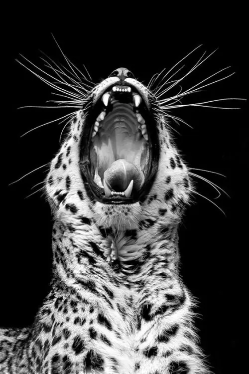 Roaring Leopard Portrait