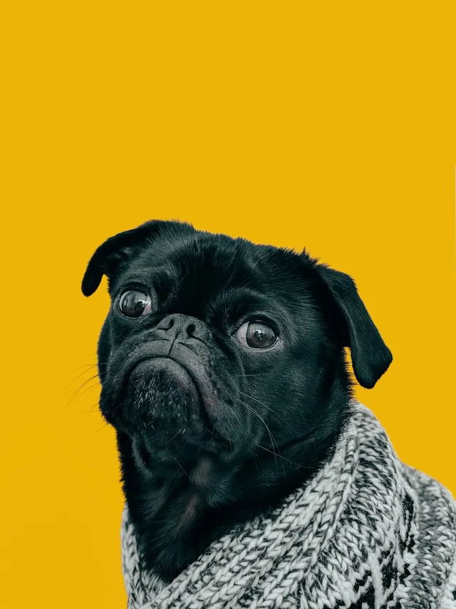 Black pug in knit scarf on yellow, minimal, photographic, vibrant