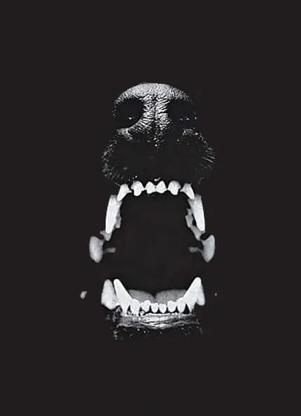 High-Contrast Animal Portrait
