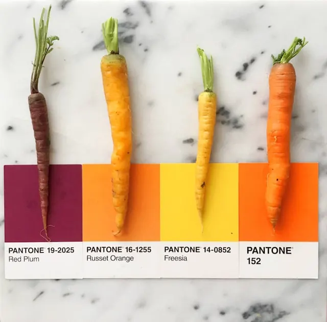 Carrot Color Palette Study