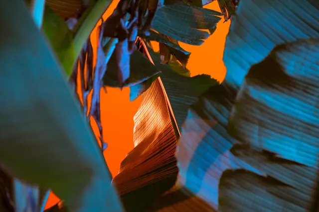 Orange-lit tropical banana leaves, photographic, maximalist, vibrant