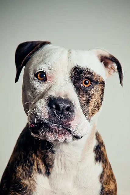 Expressive brindle dog portrait, photographic, minimal, light