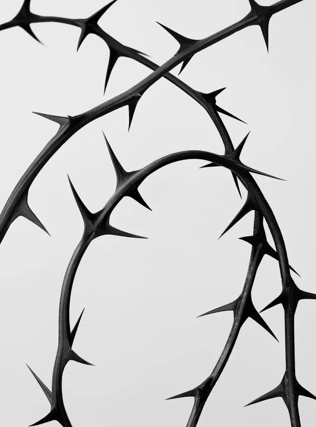 Abstract thorny organic branches against light background, photographic, organic, monochrome