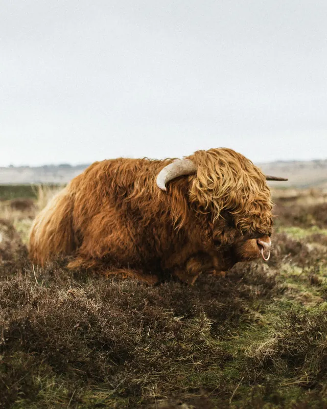 Highland cattle with long horns in rural landscape, photographic, organic, warm