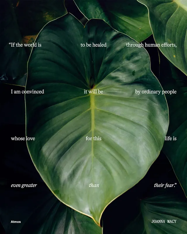 Inspirational quote over tropical leaf photograph, photographic, editorial, dark