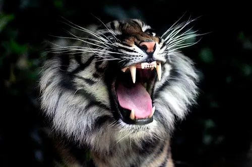 Close-up roaring cat portrait with whiskers, photographic, dark-mode, dark