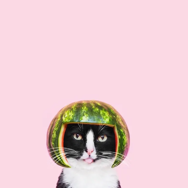 Cat with Watermelon Helmet