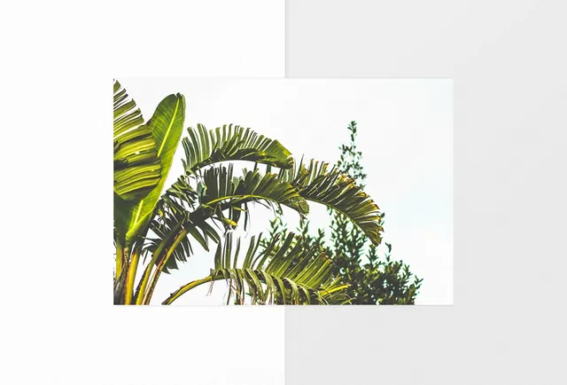 Tropical leaf photography layout, minimal, photographic, light
