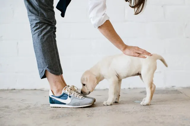 Person Petting Puppy