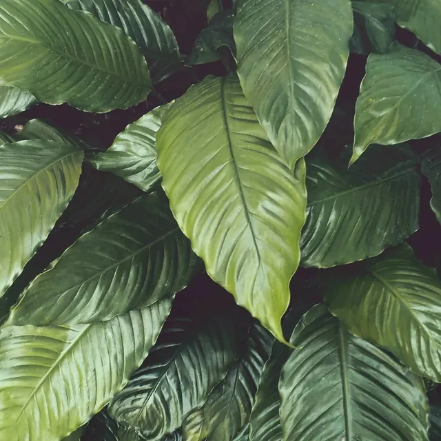 Tropical plant foliage close-up, photographic, organic, dark