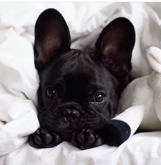 Black French bulldog portrait on white, photographic, minimal, dark