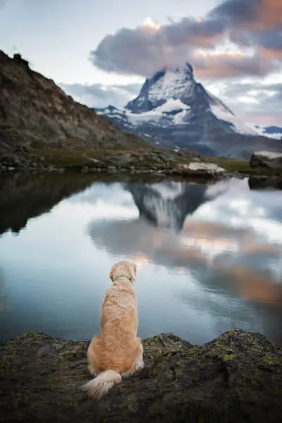 Dog gazing at mountain lake reflection, photographic, organic, cool