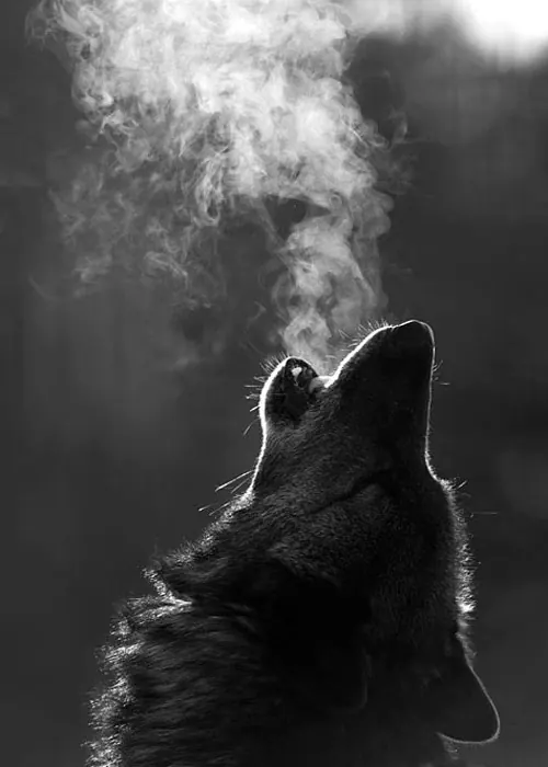 Wolf howling in monochrome with dramatic breath, photographic, monochrome, dark