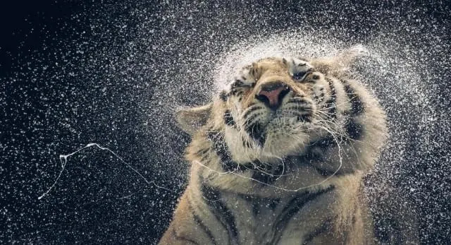 Snowy Tiger Close-up