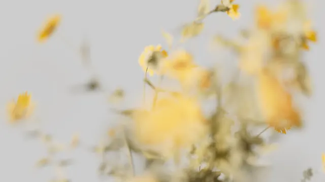 Dried Yellow Flowers