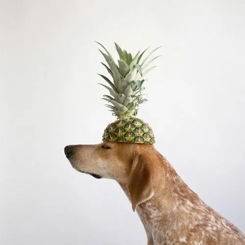 Dog with Pineapple Head