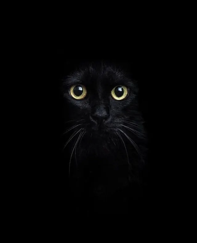 Black Cat Portrait