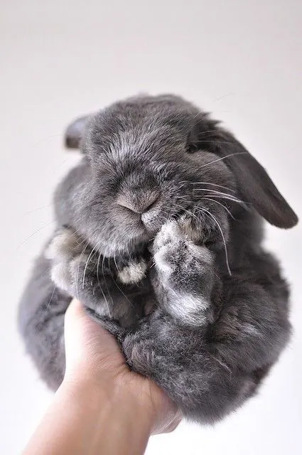 Grey Rabbit Close-up