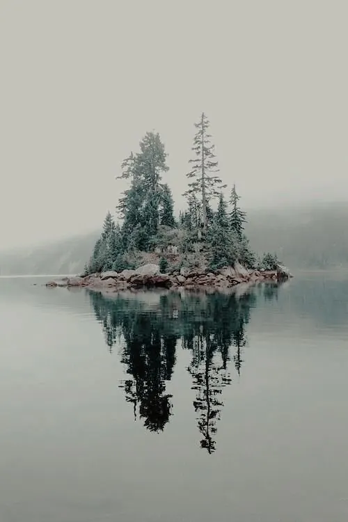Mist-covered Forest Reflection