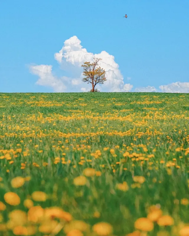Field of Yellow Flowers