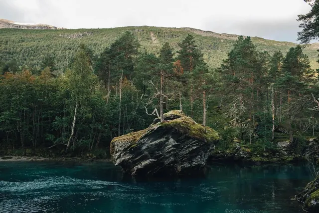 Forest Lake Landscape